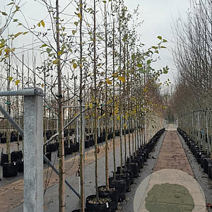 Ostrya carpinifolia 10-12 HO container
