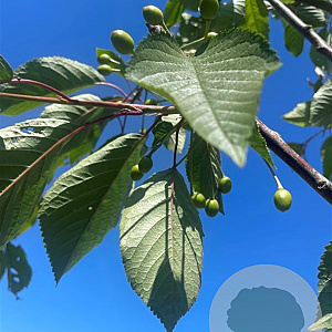Prunus avium 10-12 HO container