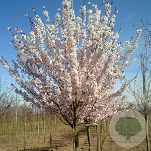 Prunus 'Pandora' 10-12 HO container
