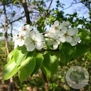Pyrus c. 'Beech Hill' 12-14 HO container