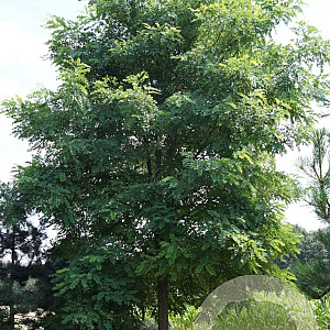 Robinia pseudoacacia 14-16 HO draadkluit