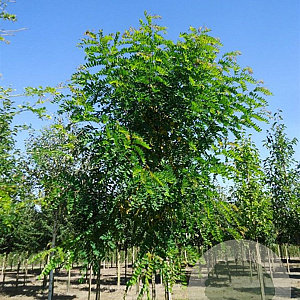 Robinia pseudoacacia 14-16 HO volle grond