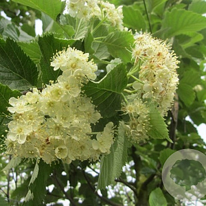 Sorbus incana 18-20 HO container