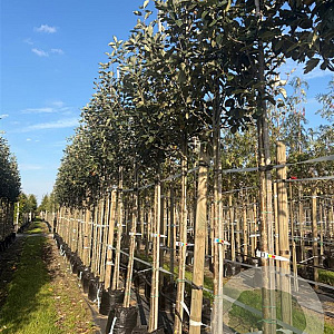 Sorbus latifolia 'Henk Vink' 12-14 HO container