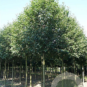Sorbus latifolia 'Henk Vink' 8-10 HO container
