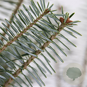 Abies koreana 25-30 cm 3,5L