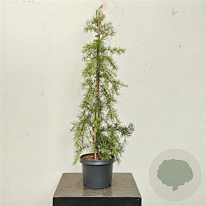 Cedrus deod. 'Gold Cascade' 80-100 cm 5,0L
