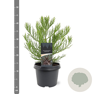 Sequoiadendron giganteum 25-30 cm 3,5L