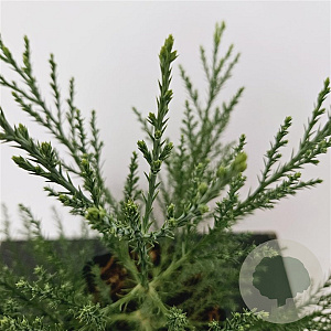 Sequoiadendron giganteum 25-30 cm 3,5L