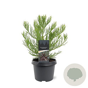 Sequoiadendron giganteum 25-30 cm 3,5L