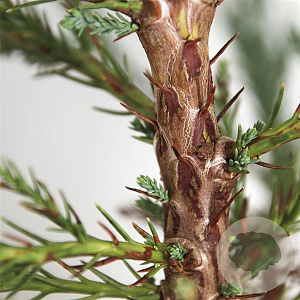 Sequoiadendron giganteum 25-30 cm 3,5L
