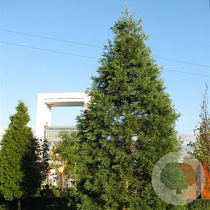 Sequoiadendron giganteum 25-30 cm 3,5L