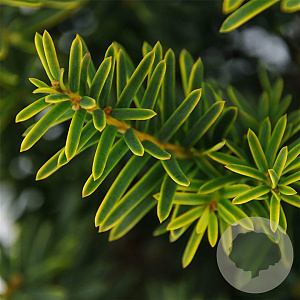 Taxus b. 'Summergold' 25-30 cm 3,5L