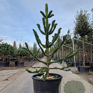 Araucaria araucana 190-200 cm container