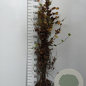 Carpinus betulus 125-150 cm wortelgoed