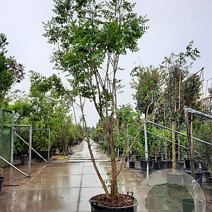 Koelreuteria paniculata 300-350 cm container solitair