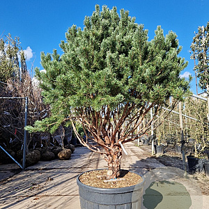Pinus sylv. 'Watereri' 200-250 cm cont. 230L paraplu