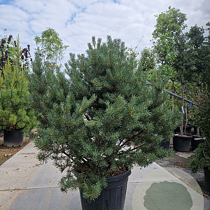Pinus sylvestris 120-140 cm cont. 95L solitair