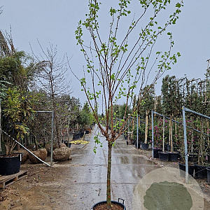 Prunus ar. 'Polonais' 100 cm stam container 14-16