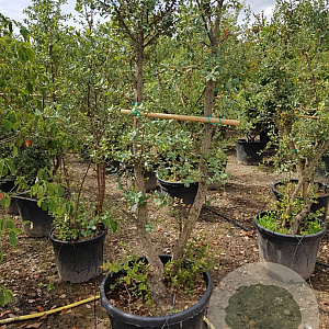 Quercus suber 300-350 cm cont. 200L meerstammig