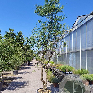 Quercus suber 350-400 cm cont. 70L meerstammig