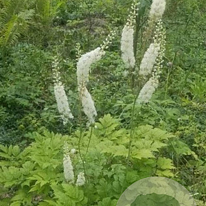 Actaea racemosa GM P9