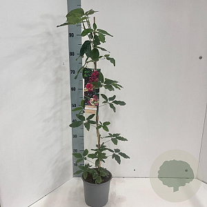 Akebia quinata 60-70 cm 2,0L met stok