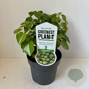 Hedera hib. 'Arbori Compact' 25-35 cm P17