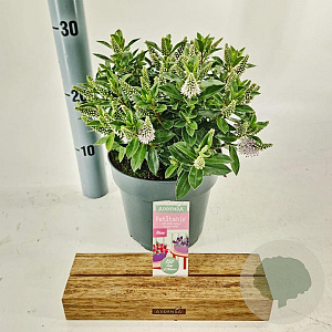 Hebe Hebedonna Jenna 20-25 cm 2,0L