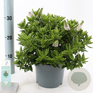 Hebe Hebedonna Jenna 20-25 cm 2,0L