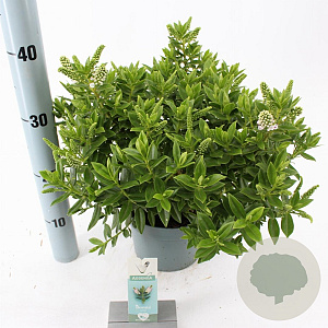 Hebe Hebedonna Jenna 20-25 cm 2,0L