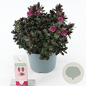 Hebe Vinoa Pink 20-25 cm 2,0L