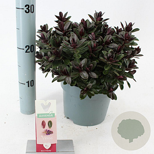 Hebe Vinoa Purple 20-25 cm 2,0L