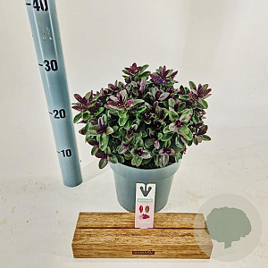 Hebe Vinoa Purple 20-25 cm 2,0L