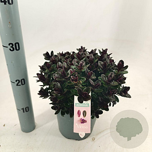 Hebe Vinoa Purple 20-25 cm 2,0L