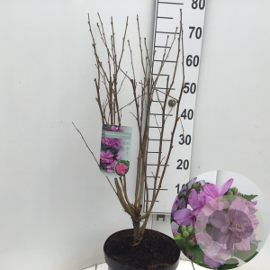 Hibiscus syr. 'Ardens' 50-60 cm 7,5L