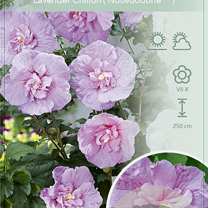 Hibiscus syr. Lavender Chiffon 50-60 cm 7,5L