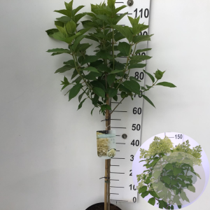 Hydrangea pan. 'Limelight' 70 cm stam 7,5L