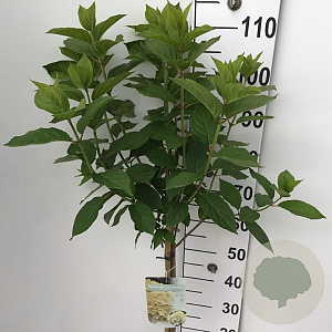 Hydrangea pan. 'Limelight' 70 cm stam 7,5L
