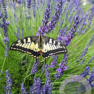 Lavandula int. Phenomenal GM P9