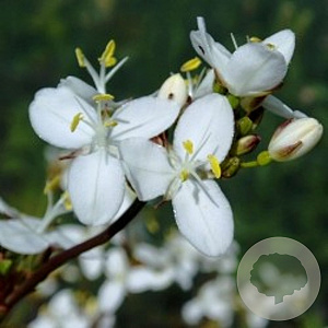 Libertia grandiflora GM P9