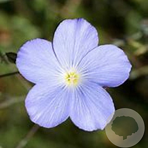 Linum perenne 'Saphir' GM P9