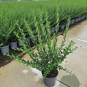 Ligustrum vulg. 'Atrovirens' 80-100 cm 7,5L