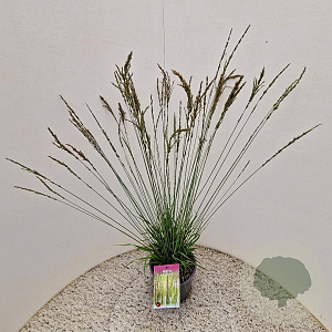 Molinia caerulea 'Moorhexe' 45-50 cm 4,0L