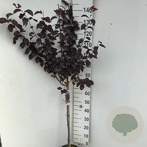 Prunus cer. 'Nigra' 70 cm stam 7,5L