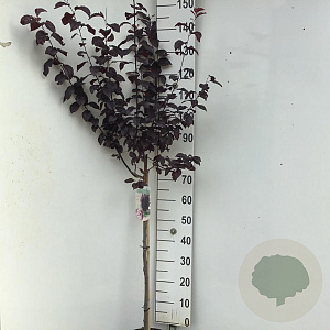 Prunus cer. 'Nigra' 70 cm stam 7,5L