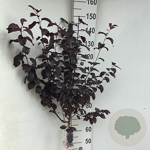 Prunus cer. 'Nigra' 70 cm stam 7,5L