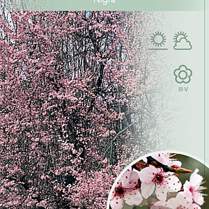 Prunus cer. 'Nigra' 70 cm stam 7,5L