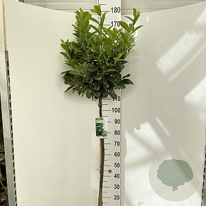 Prunus l. Etna 120 cm stam 10L
