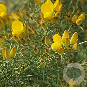 Ulex europaeus GM 2,0L